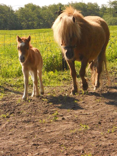 Shetlandpony Fendi van de Stadsrand 